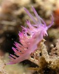 Nudi.jpg