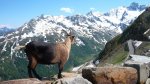 La Cabra de Pecholobo en el Rombo.jpg