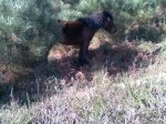 20091213_Foto_Caballo.jpg