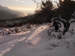 almendro.jpg