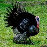 pavo_vivo[1].jpg