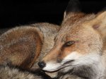 IMG_6445.jpg