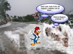 pajaro y pingÃ¼inos.jpg