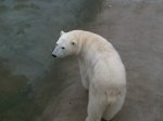 Oso polar.JPG