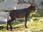 burro.jpg