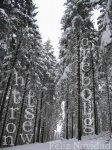 Globero Nieve.jpg