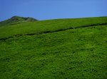 snv36332.jpg
