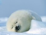 400_1192495858_foca-descansando.jpg