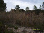SL271763.JPG