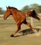 image007.gif