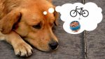perro-bicicleta.jpg