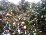 2010-01-08 11.23.59.jpg