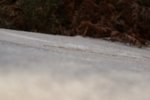 DSC02719.JPG