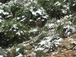 un dia en la nieve 10-01-10 002.jpg