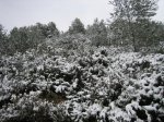 un dia en la nieve 10-01-10 003.jpg
