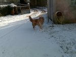 nieve perro.jpg