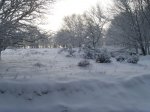 NIEVE Y REYES 091 [].jpg