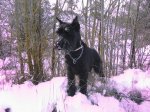 DUKE NIEVE ENERO 2010 031pekeÃÂ±a.JPG