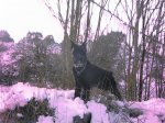 DUKE NIEVE ENERO 2010 030pekeÃÂ±a.JPG