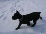 DUKE NIEVE ENERO 2010 044pekeÃÂ±a.JPG