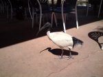 Pajarraco Ibis.jpg