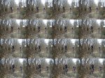 DSCN0115.jpg