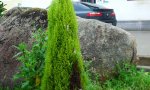 DSC_0218.jpg