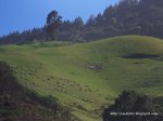 Matanza en Valsendero_018.JPG