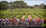 tdu10st06-wine.jpg