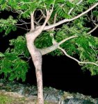 arbol-humano.jpg