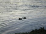 Mas patos..jpg