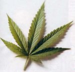 marihuana2.jpg