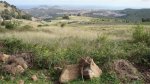 mtb-las palmas (42) (Medium).JPG