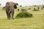 Botswana_Adiridas4.jpg