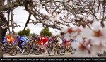 malle10st02-flowers.jpg