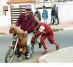 motard_marocain.jpg