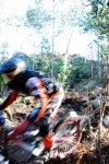 CORUJO 13-02-2010 001.jpg