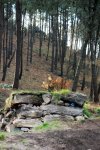 CORUJO 13-02-2010 087.jpg