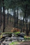 CORUJO 13-02-2010 089.jpg