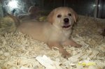 labrador 006.jpg