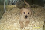 labrador 002.jpg