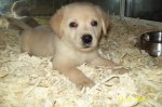 labrador 005.jpg