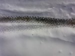 P1608_15-02-10.jpg