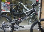 mongoose (2).jpg