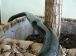 P1050186..jpg