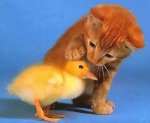 Gatito y pajarito.jpg