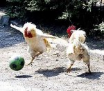 1gallina.jpg