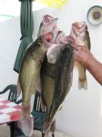 IMG_1309..jpg