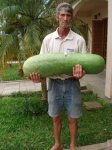 361-PEPINO GIGANTE &.jpg