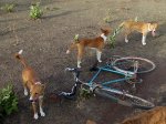 perros..JPG